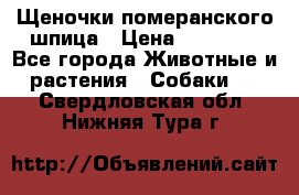 Щеночки померанского шпица › Цена ­ 25 000 - Все города Животные и растения » Собаки   . Свердловская обл.,Нижняя Тура г.